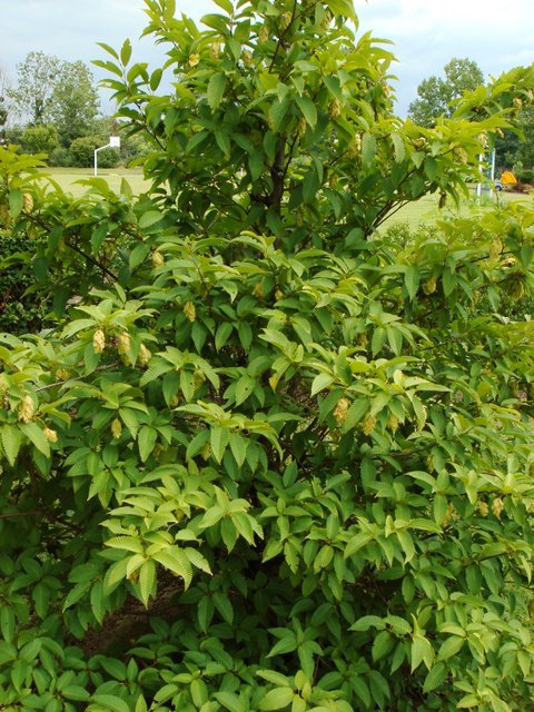 Carpinus japonicum